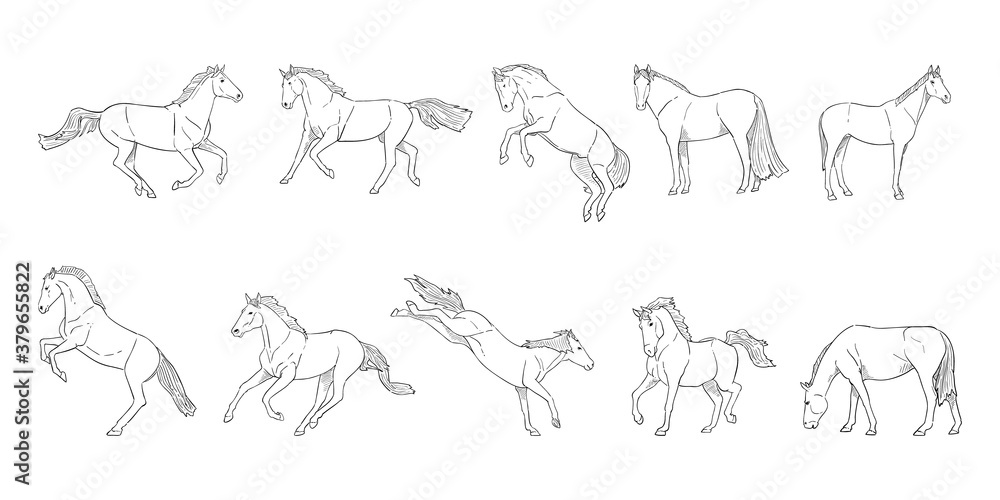 vector illustration of horse isolated on white background.