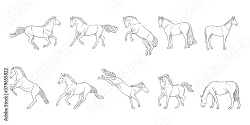 vector illustration of horse isolated on white background.