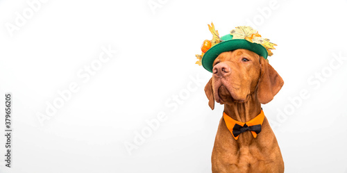 Vizsla dog with hat and bow tie for Thanksgiving or Halloween. Copyspace