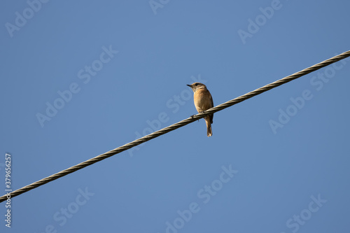 Common Whitethroat (Sylvia communis) perched on a telephone wire © philipbird123