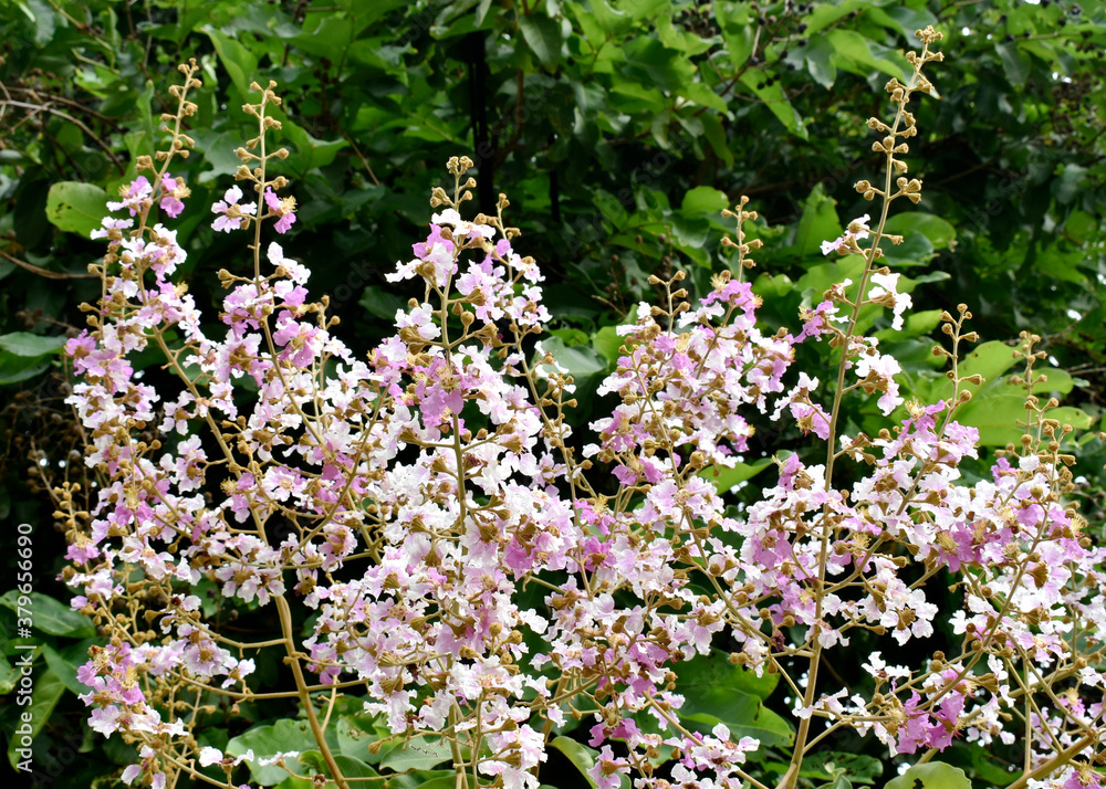White-pink-purple flowers (Queens crape myrtle flowers or Queen's flower, Lagerstroemia inermis Pers) are beautiful bouquet with green leaves growing in the park. 