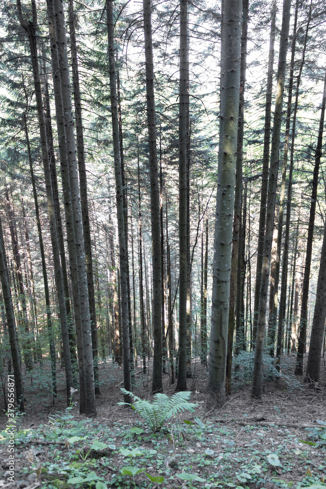 Fototapeta premium Tronchi dritti