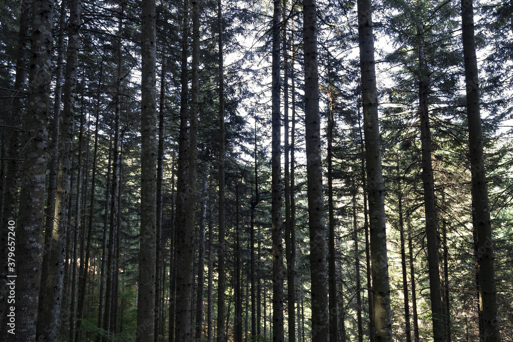 Obraz premium Valleombrosa