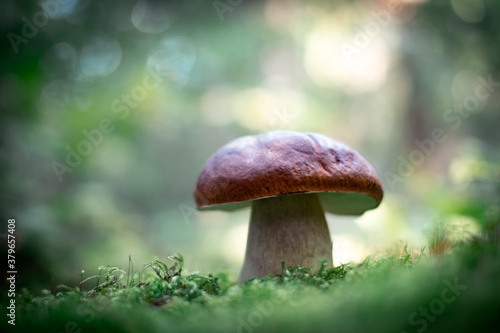 Big white mushroom porcini in autumn forest. Nature landscape photography
