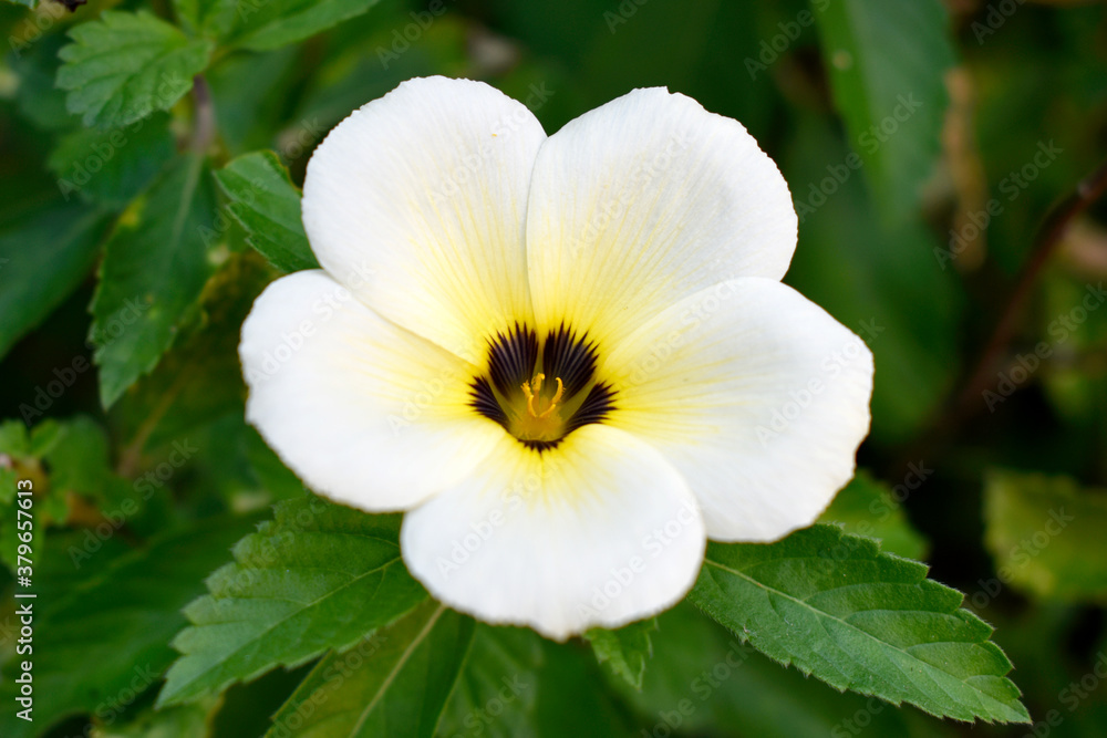 The white-pink-purple flowers are beautiful bouquet with green leaves growing in the park. The white-pink-purple flowers are beautiful bouquet with green leaves growing in the park.