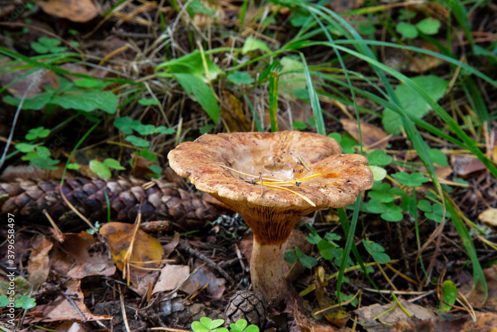 Clouded agaric mushroom Clitocybe nebularis . One of a troop of mushrooms in the family Clouded agaric mushroom Clitocybe nebularis . One of a troop of mushrooms in the family