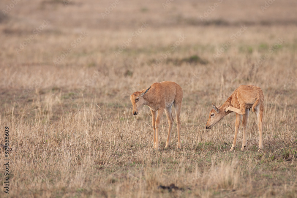 Naklejka premium Young Topi antelope in Masai Mara Kenya Africa 