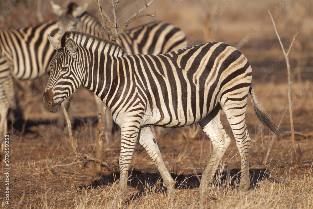 Obraz premium Common Zebra in South Africa