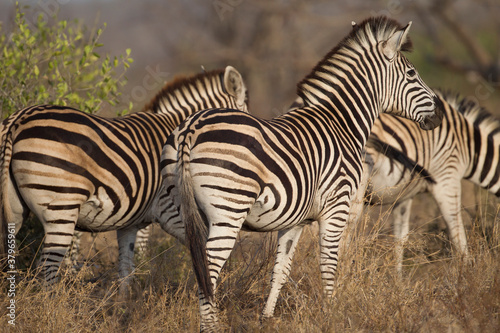 Common Zebra in South Africa