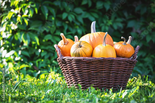 Different kind of pumpkins in garden basket. Halloween and autumn background