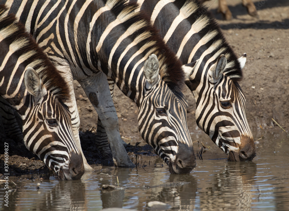 Fototapeta premium Common Zebra in South Africa