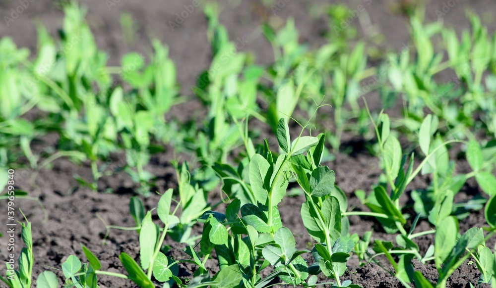 Young green sprouts of peas on agricultural field, organic food concept Young green sprouts of peas on agricultural field, organic food concept
