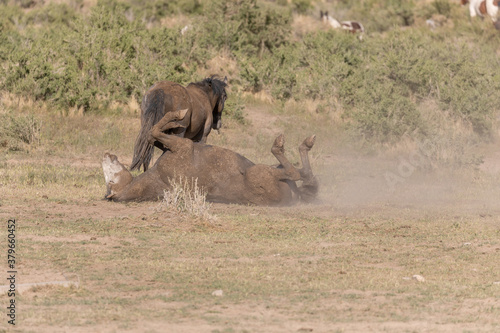 Wild Horse Stallions in the Utah Desert