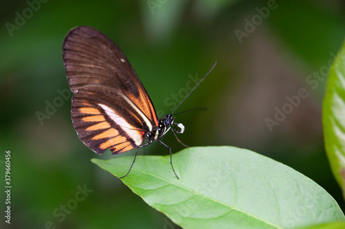Beautiful Butterfly in Garden