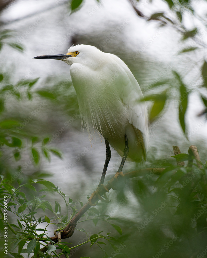 Snowy Egret Photo. Snowy Egret bird close-up profile view perched with white feather wings. Blur background. Picture. Portrait. Image. Snowy Egret Photo. Snowy Egret bird close-up profile view perched with white feather wings. Blur background. Picture. Portrait. Image.
