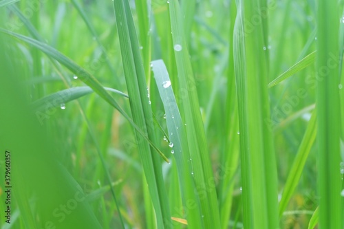Raindrops on rice leaves Fujifilm XA2