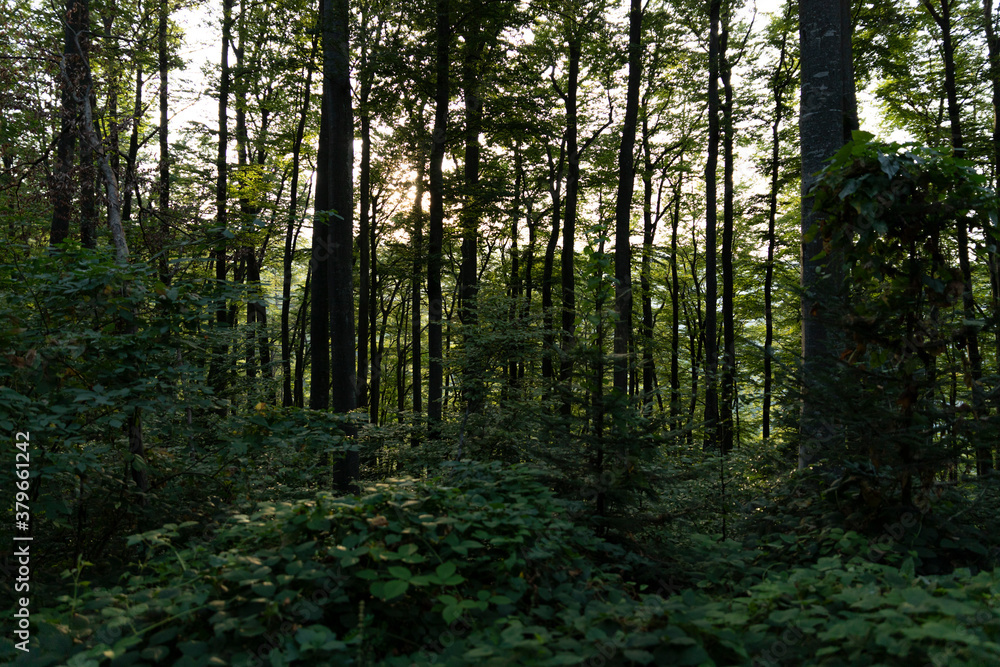 Trees in the forest with sun setting in the distance Trees in the forest with sun setting in the distance