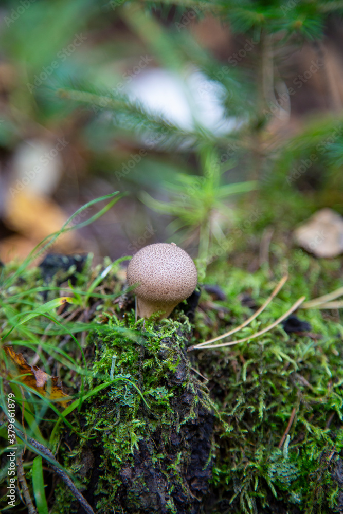 The Common Puffball Lycoperdon perlatum or Devil's Snuff-box. The fruit bodies can be eaten by slicing and frying in batter or egg and breadcrumbs. The Common Puffball Lycoperdon perlatum or Devil's Snuff-box. The fruit bodies can be eaten by slicing and frying in batter or egg and breadcrumbs.