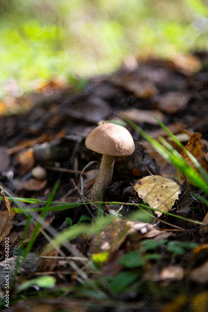 Leccinum Scabrum grows most often under aspens in and outside the forest. Leccinum Scabrum grows most often under aspens in and outside the forest.