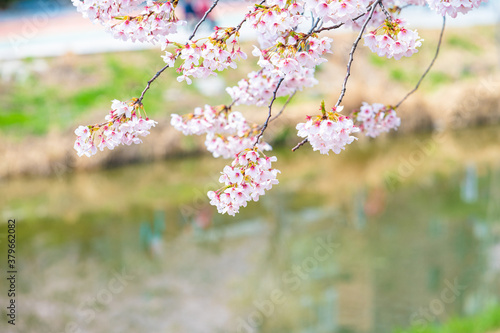 벚꽃