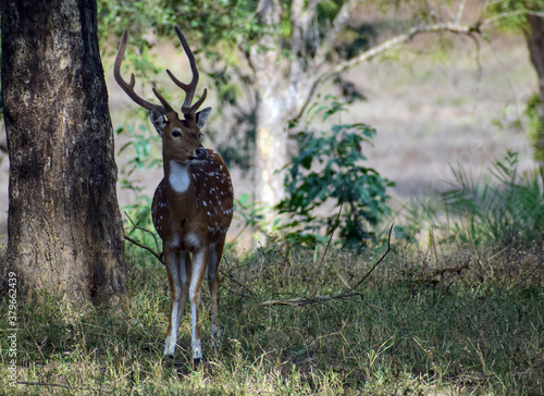 A spotted deer (Chital) is a beautiful species of deer found in Indian forests. This individual was standing in the shade of huge trees and scanning the area for predator. Scientific name is Axis axis