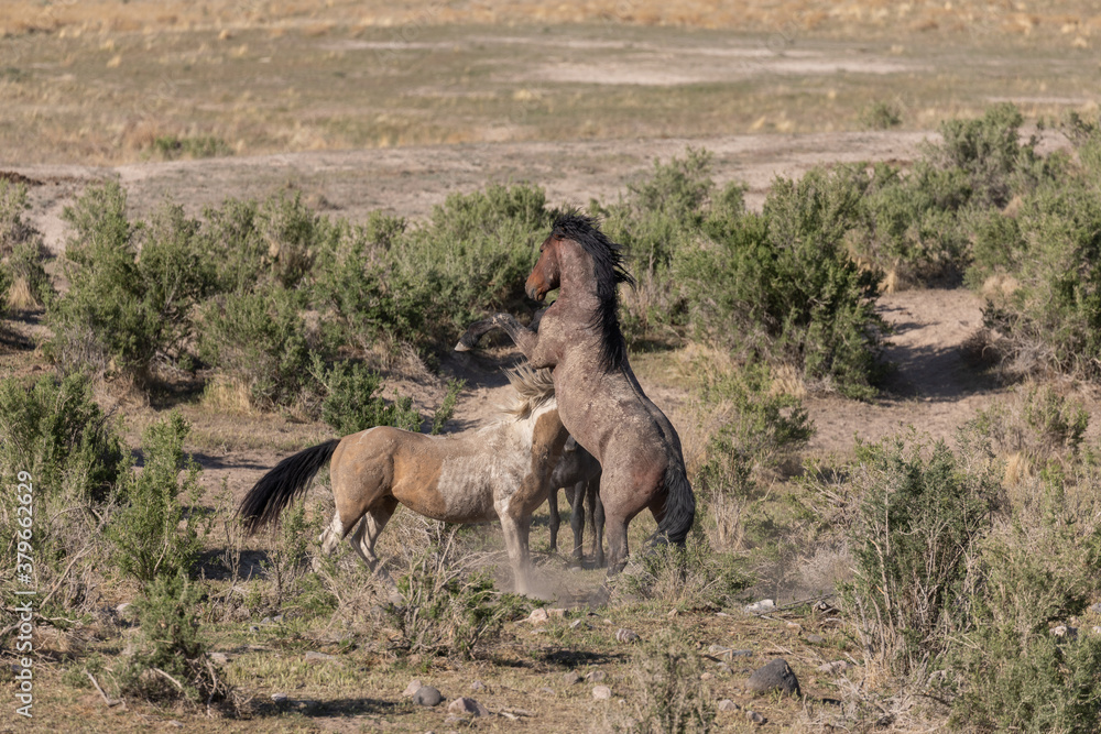 Fototapeta premium Wild Horse Stallions in the Utah Desert