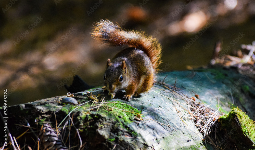 Obraz premium red squirrel