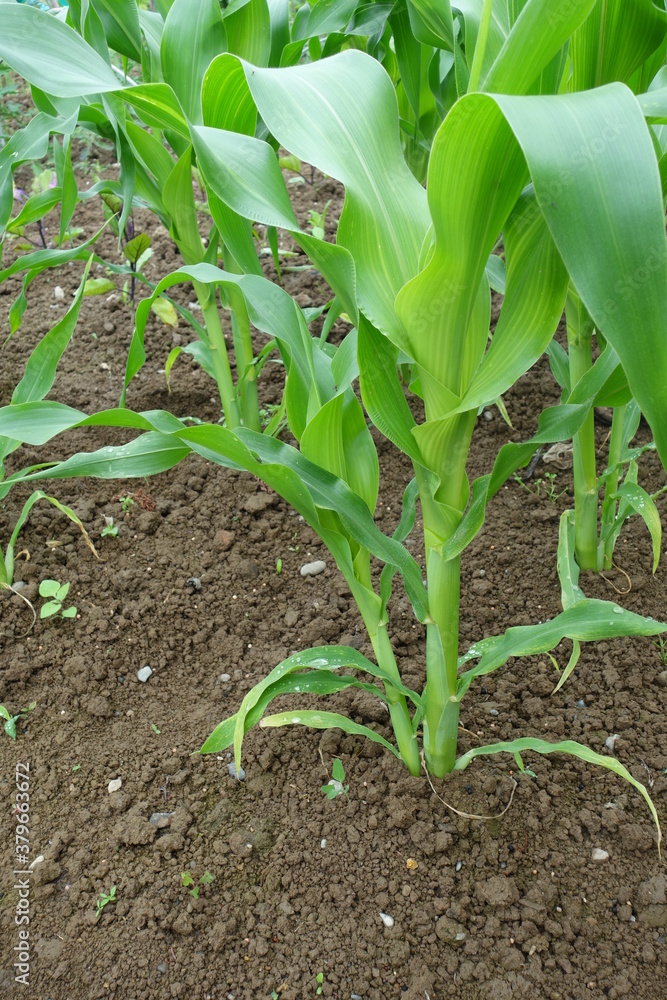 Obraz premium 北海道の夏の植物