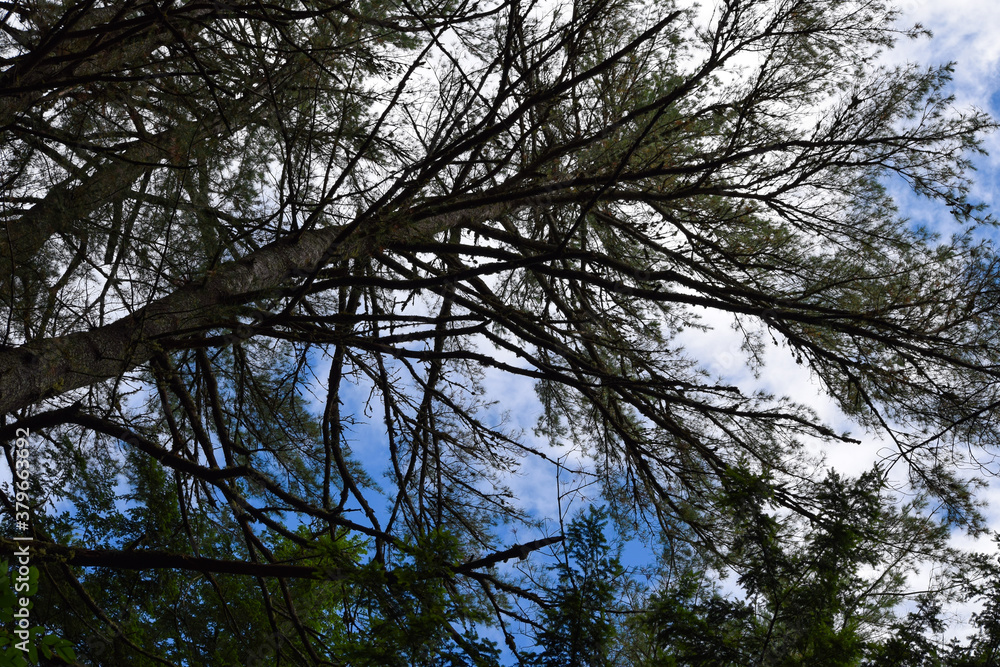 Obraz premium pine tree and sky