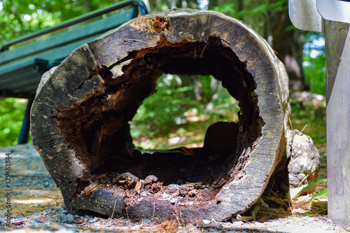 Slika na platnu hollow log
