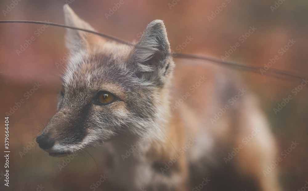 Fuchs Fuchs