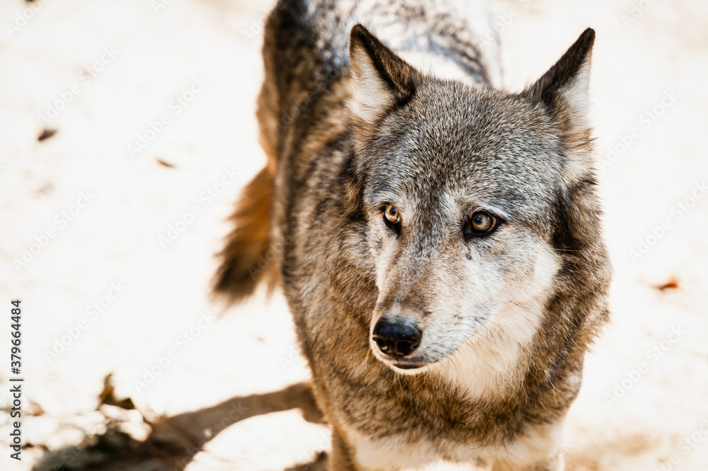 Portrait d'un magnifique loup au regard intense Portrait d'un magnifique loup au regard intense