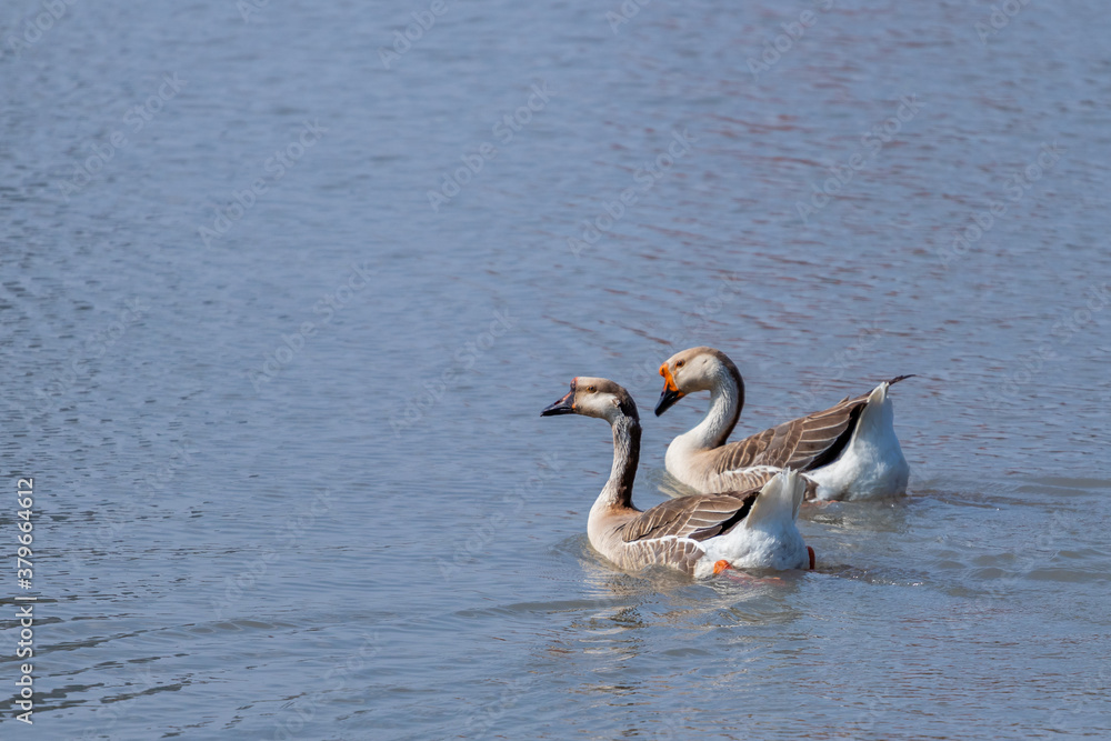 Aves patos Aves patos