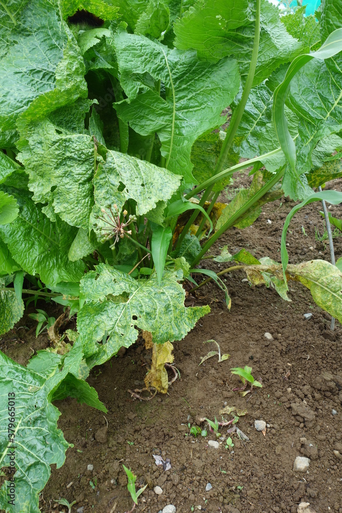 北海道の夏の植物 北海道の夏の植物