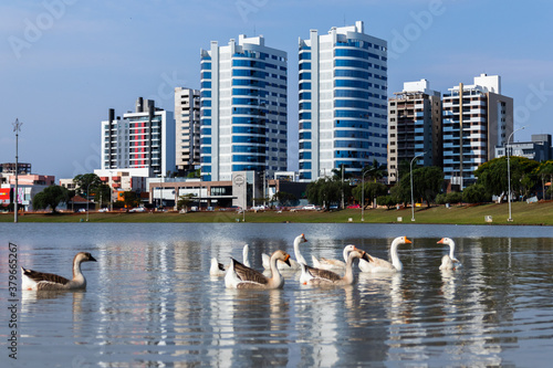 Aves patos