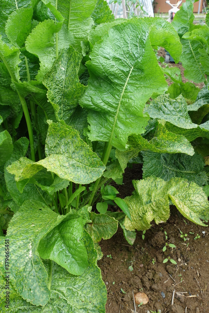 北海道の夏の植物 北海道の夏の植物