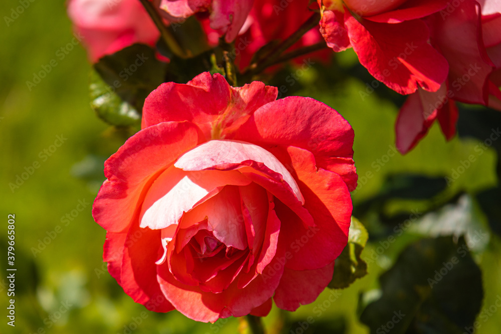 beautiful natural red roses in the garden beautiful natural red roses in the garden