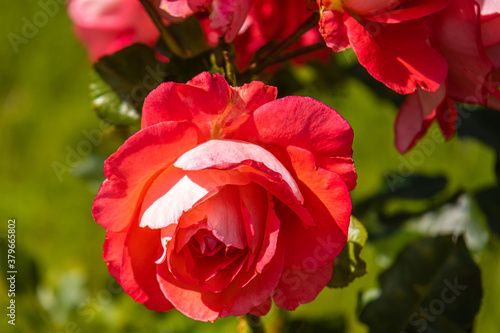 beautiful natural red roses in the garden