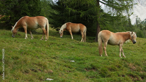 Haflinger horses on a pasture near Bachlalm,Salzburg Province,Austria,Europe 
