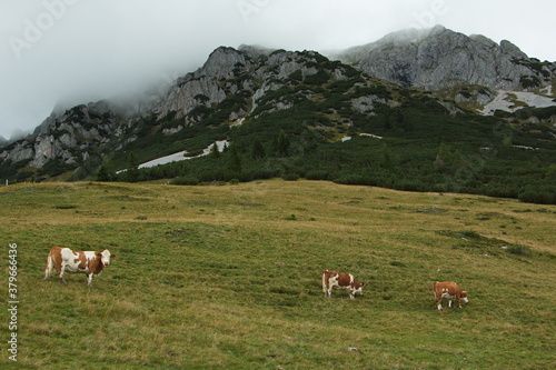 Cows on a pasture near Bachlalm,Salzburg Province,Austria,Europe 