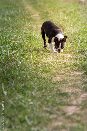 black and white dog © LilianC