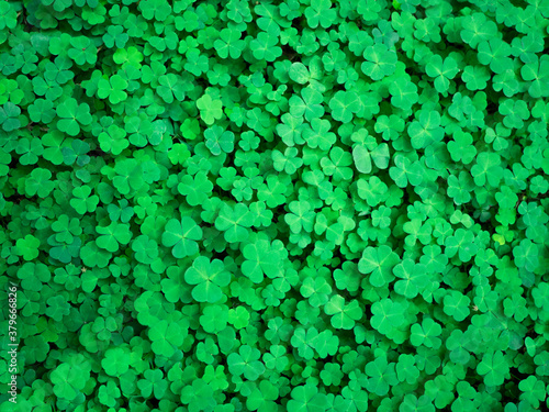 Fresh clover leaves background in the forest. Fototapete