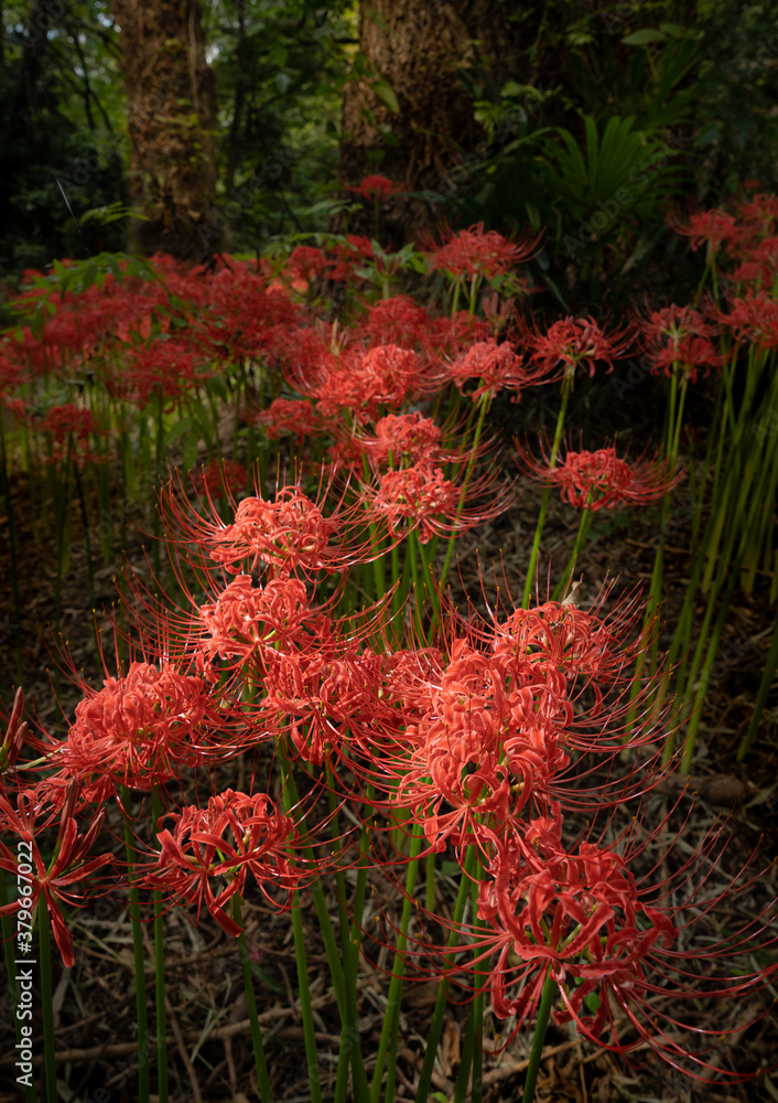 曼珠沙華　彼岸花　満開　小石川植物園