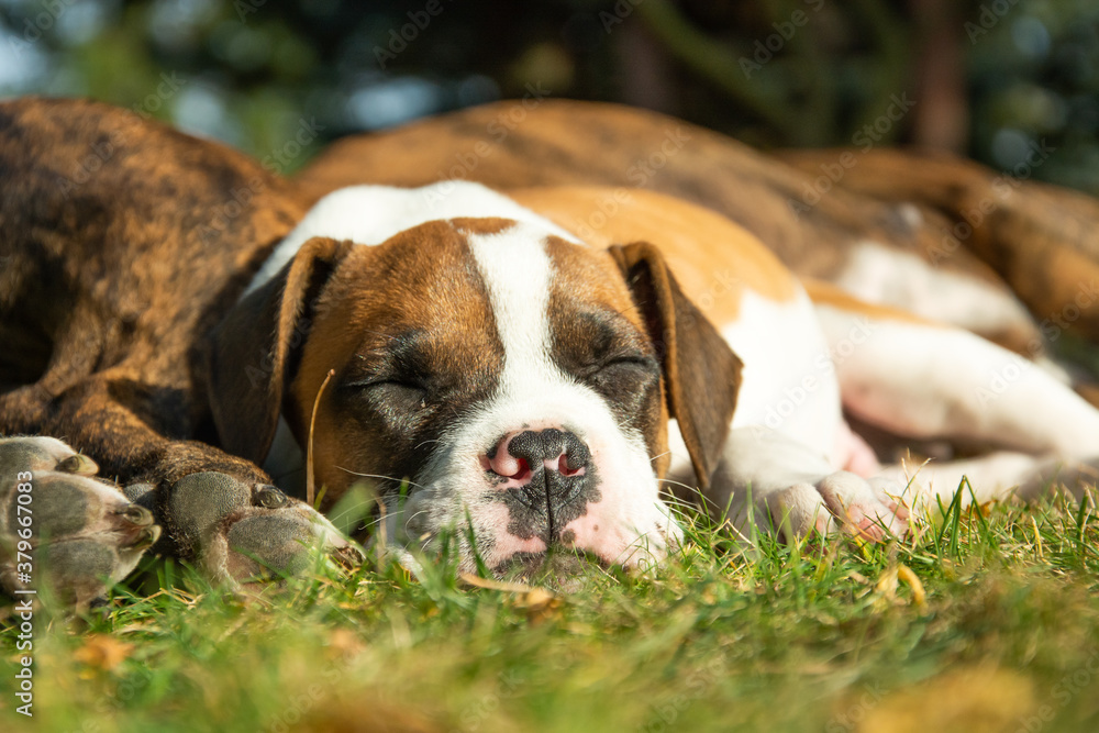 A young dog sleeping next to an adult dog A young dog sleeping next to an adult dog