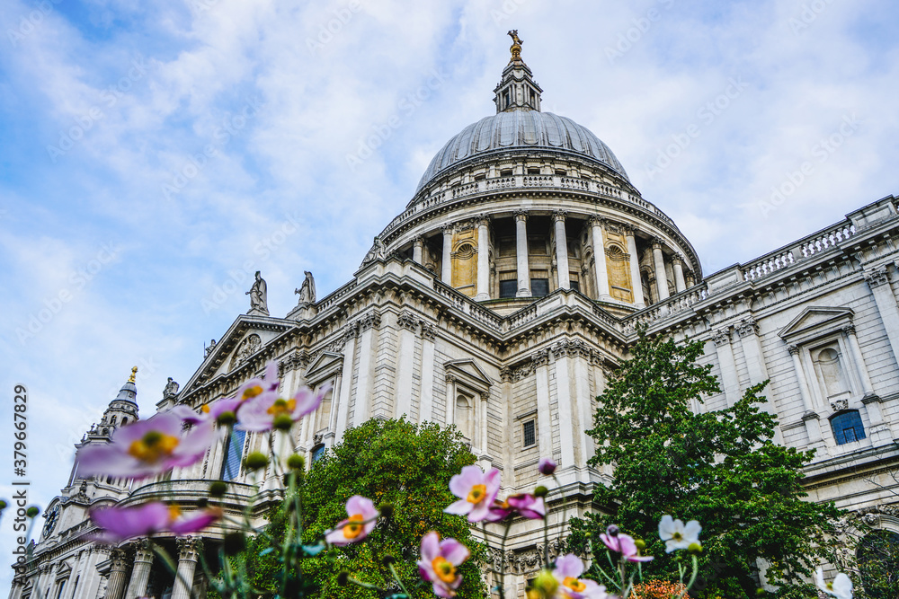 Low angle photo of Saint Paul Cathedral framed with pink flowers in City of London, United Kingdom