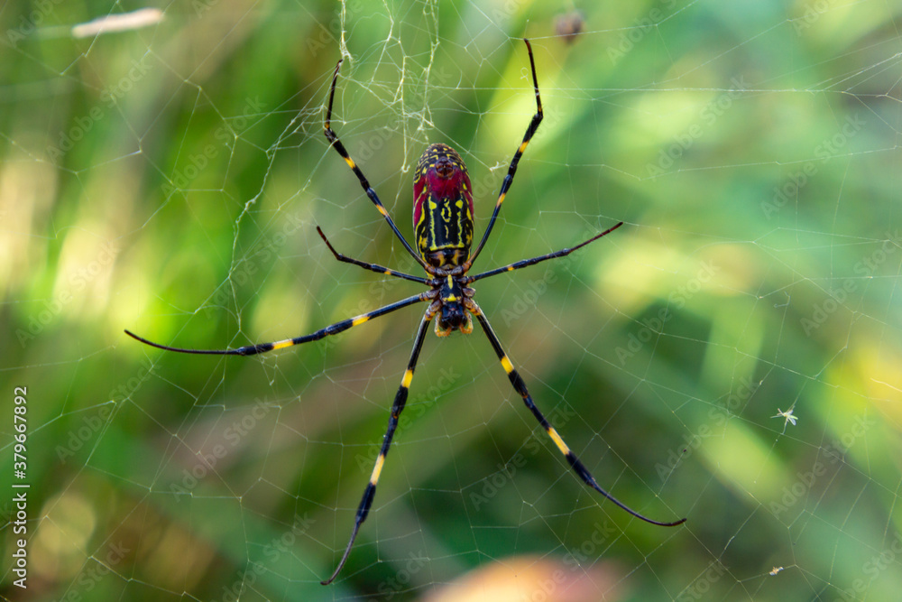 Colored spider next to the river Colored spider next to the river