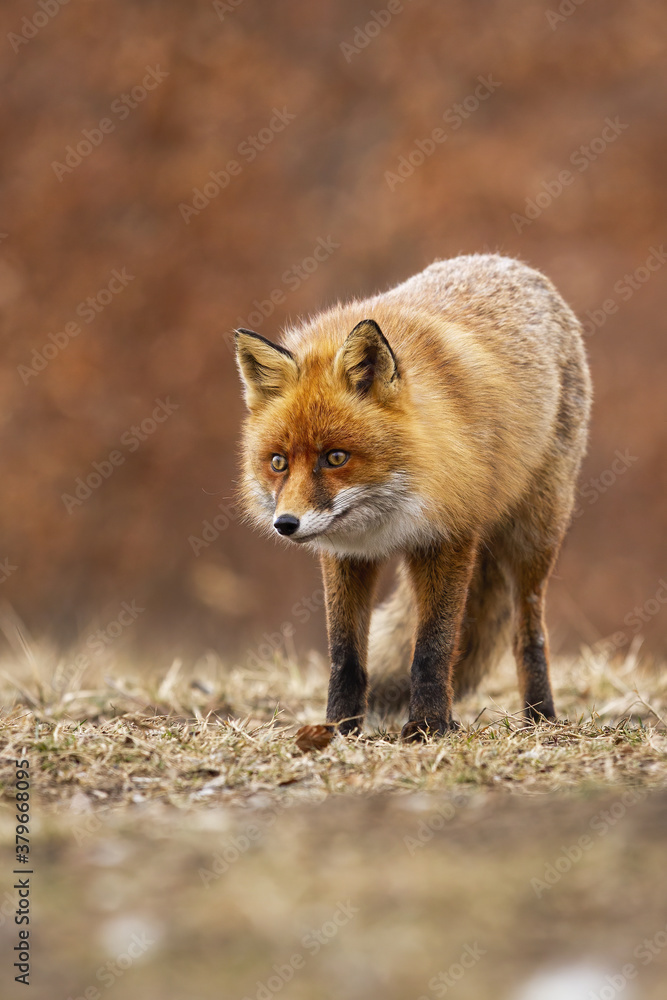 Alert red fox, vulpes vulpes, standing on meadow in autumn nature. Vertical composition of attentive orange predator looking on dry field in autumn. Wild scared mammal watching on glade.