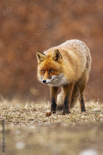 Alert red fox, vulpes vulpes, standing on meadow in autumn nature. Vertical composition of attentive orange predator looking on dry field in autumn. Wild scared mammal watching on glade. © WildMedia
