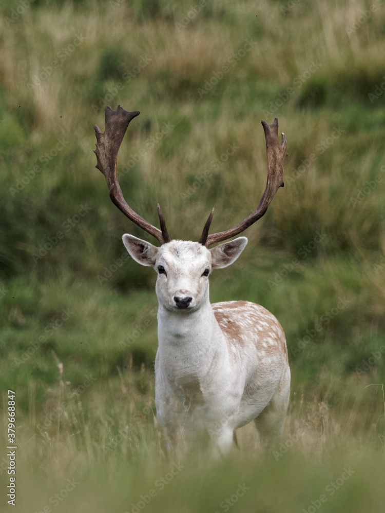 A Fallow Deer buck in the woodlands at Wentworth Castle and Gardens in Barnsley, South Yorkshire A Fallow Deer buck in the woodlands at Wentworth Castle and Gardens in Barnsley, South Yorkshire