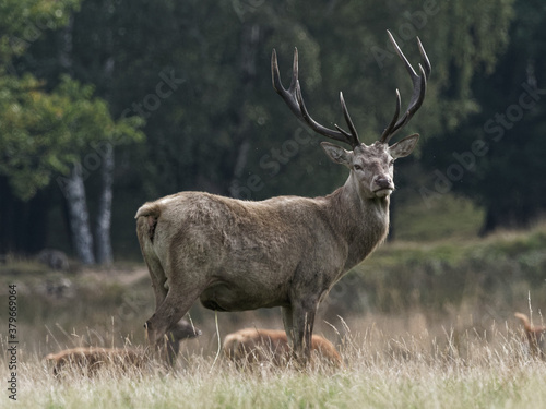 A Red Deer stag in the woodlands at Wentworth Castle and Gardens in Barnsley, South Yorkshire